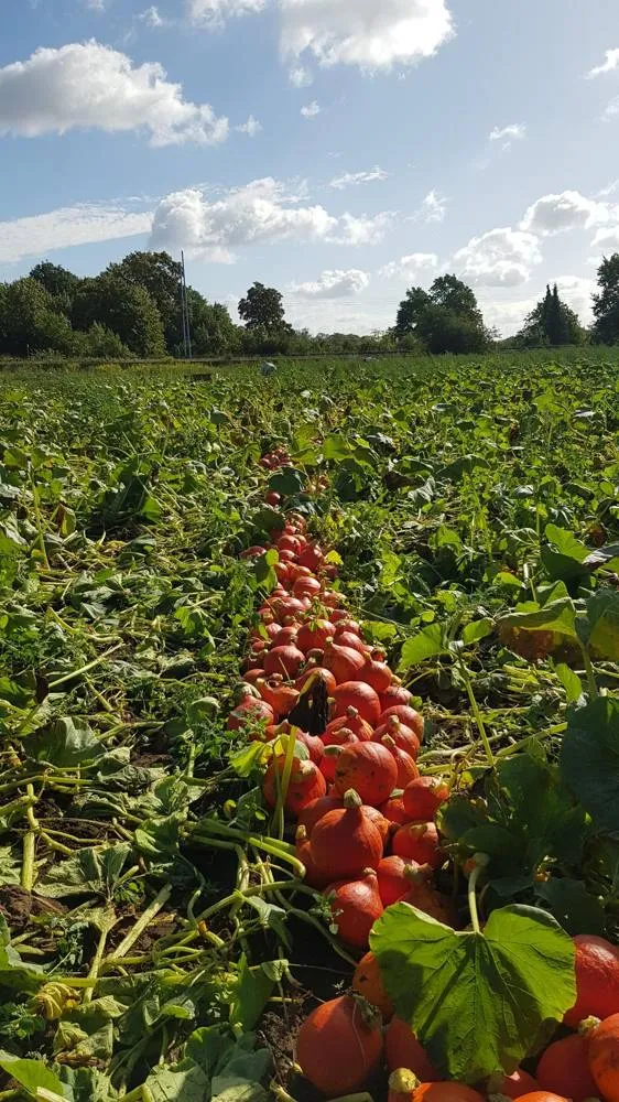 Hokkaido-Reihen auf dem Feld in Marquardt, September 2026
