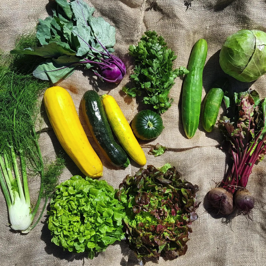 Beispielhafter Sommer-Ernteanteil von SpeiseGut