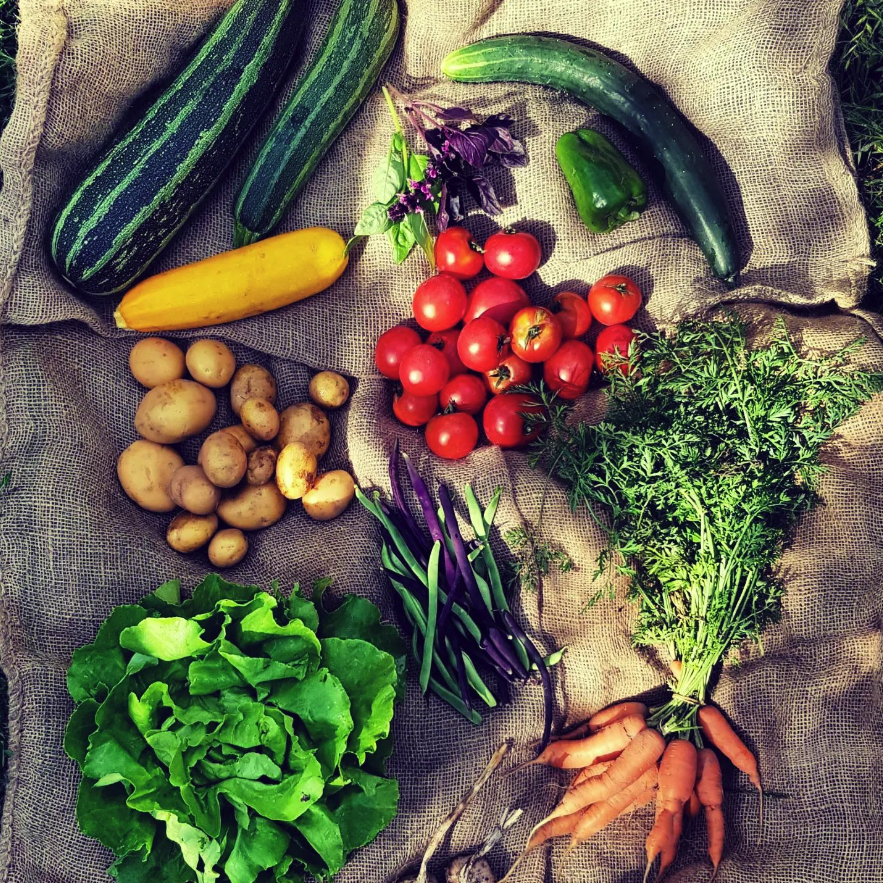 Beispielhafter Sommer-Ernteanteil von SpeiseGut